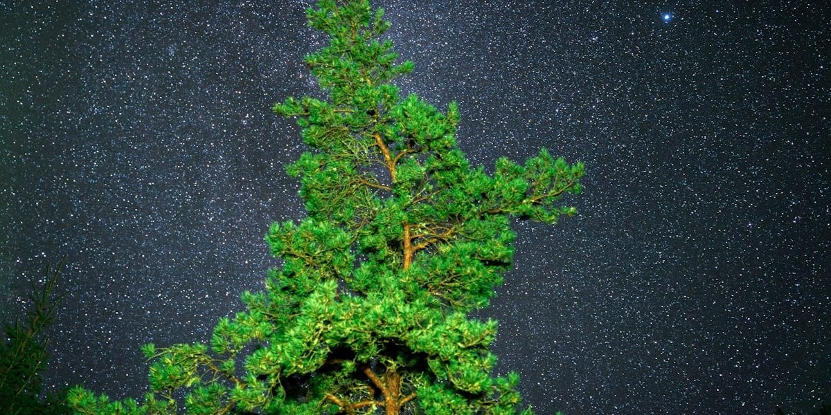 Pine tree against a starry night sky