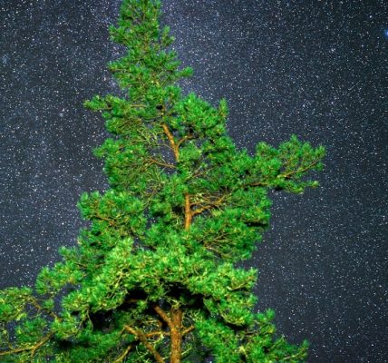 Pine tree against a starry night sky