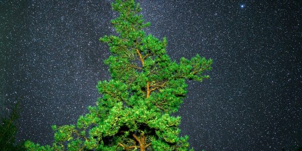 Pine tree against a starry night sky
