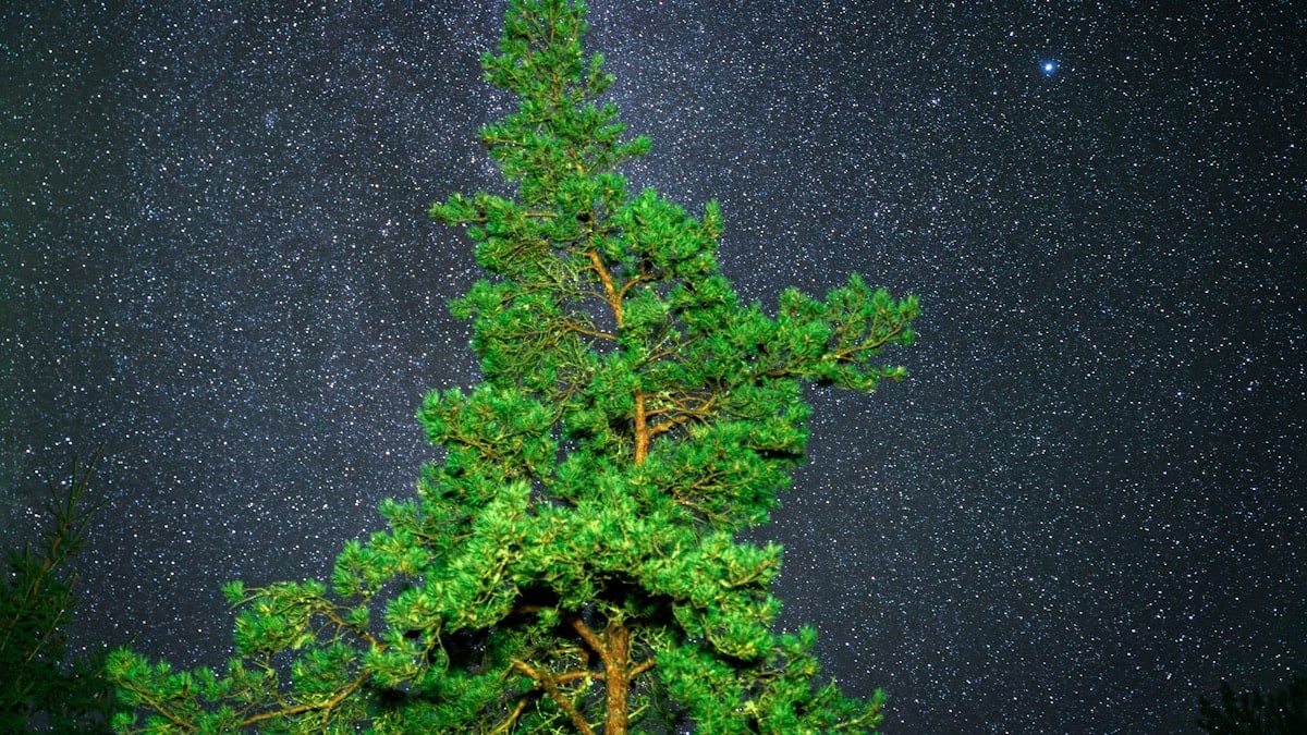 Pine tree against a starry night sky